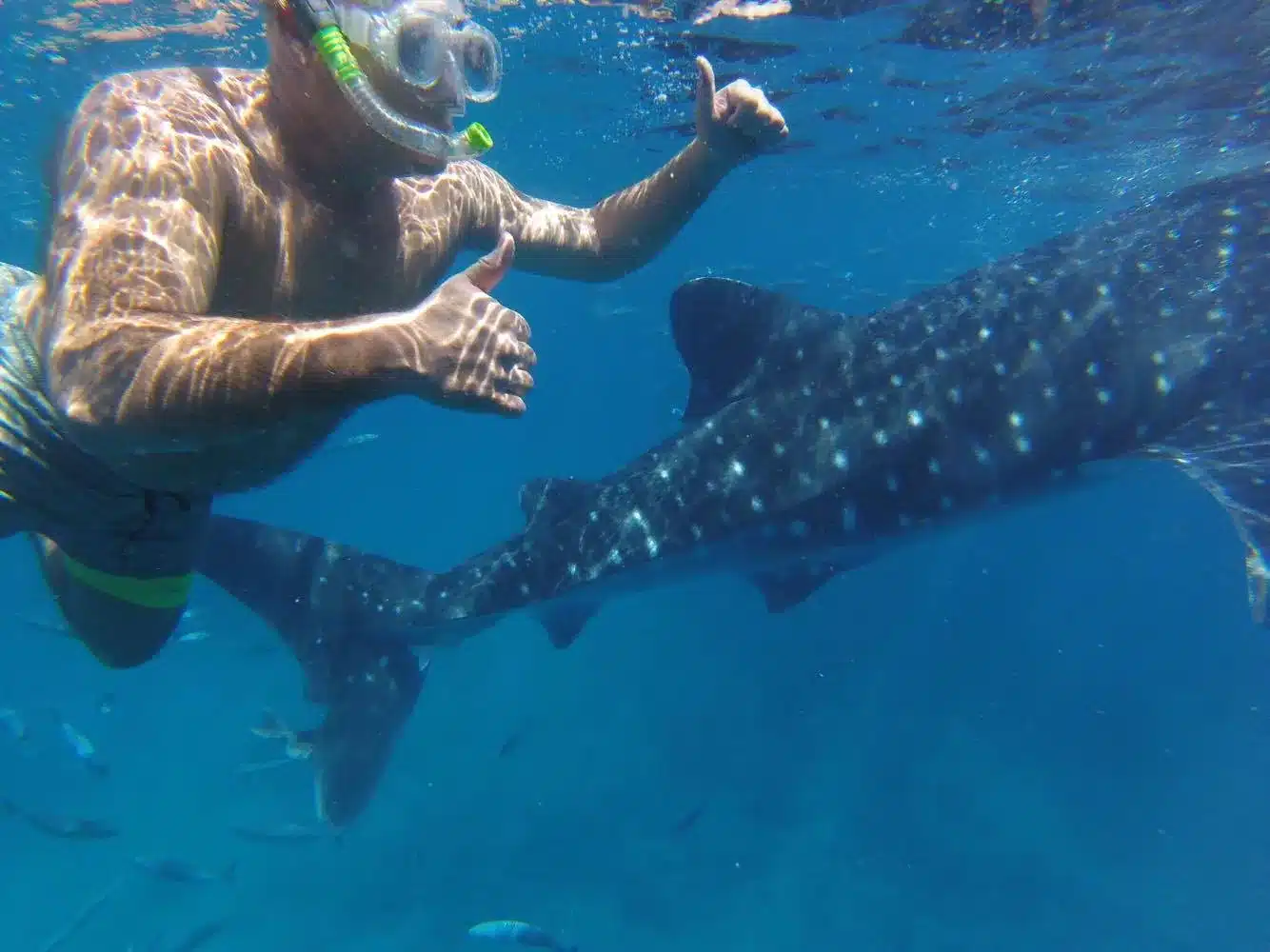 Ed's Biography v1 62 Ed with whale sharks